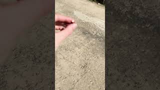 SN122 Seismic Snaps - LOUD Adult Snappers - Tako 2024 Production